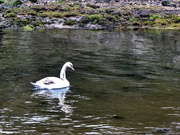27th Mar 2020 - Swan in the harbour