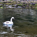 Swan in the harbour by frequentframes