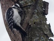 27th Mar 2020 - downy woodpecker