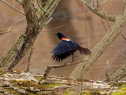 27th Mar 2020 - Red-winged blackbird taking off