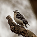 downy woodpecker profile by rminer