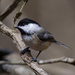 Black Capped Chickadee by berelaxed