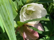 26th Mar 2020 - Hellebore