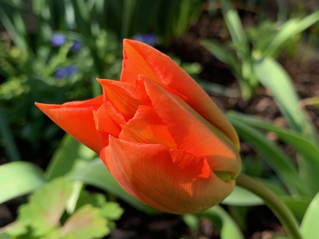 First tulip by 365projectmaxine