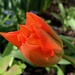 First tulip by 365projectmaxine