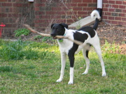 27th Mar 2020 - Yoshi the Dog with Stick