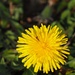 Humble dandelion, insect & mega pollen... by s4sayer