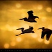 Pelican Flight by aikiuser