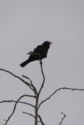 14th Mar 2020 - The Blackbird continues to sing...