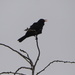 The Blackbird continues to sing... by speedwell