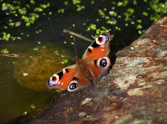 Peacock butterfly by rosie00