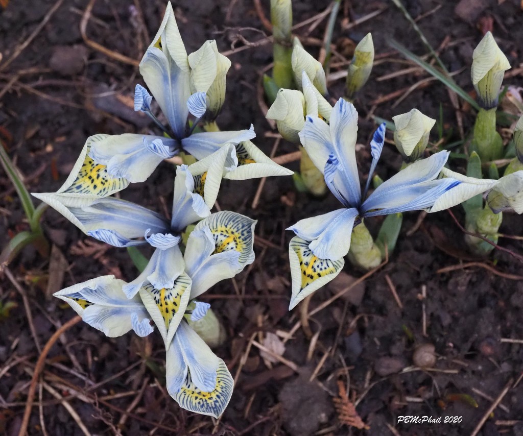  Iris reticulata 'Katharine Hodgkins' by selkie