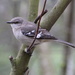 Mockingbird by cjwhite