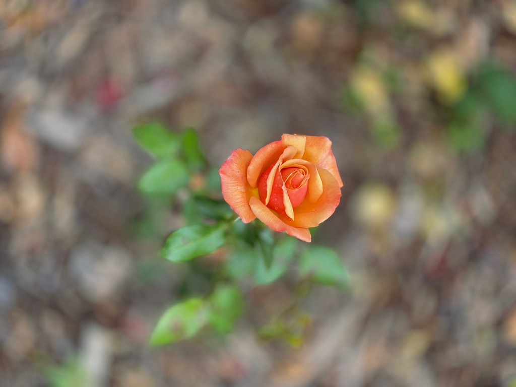 Autumn rose by maggiemae