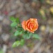 Autumn rose by maggiemae