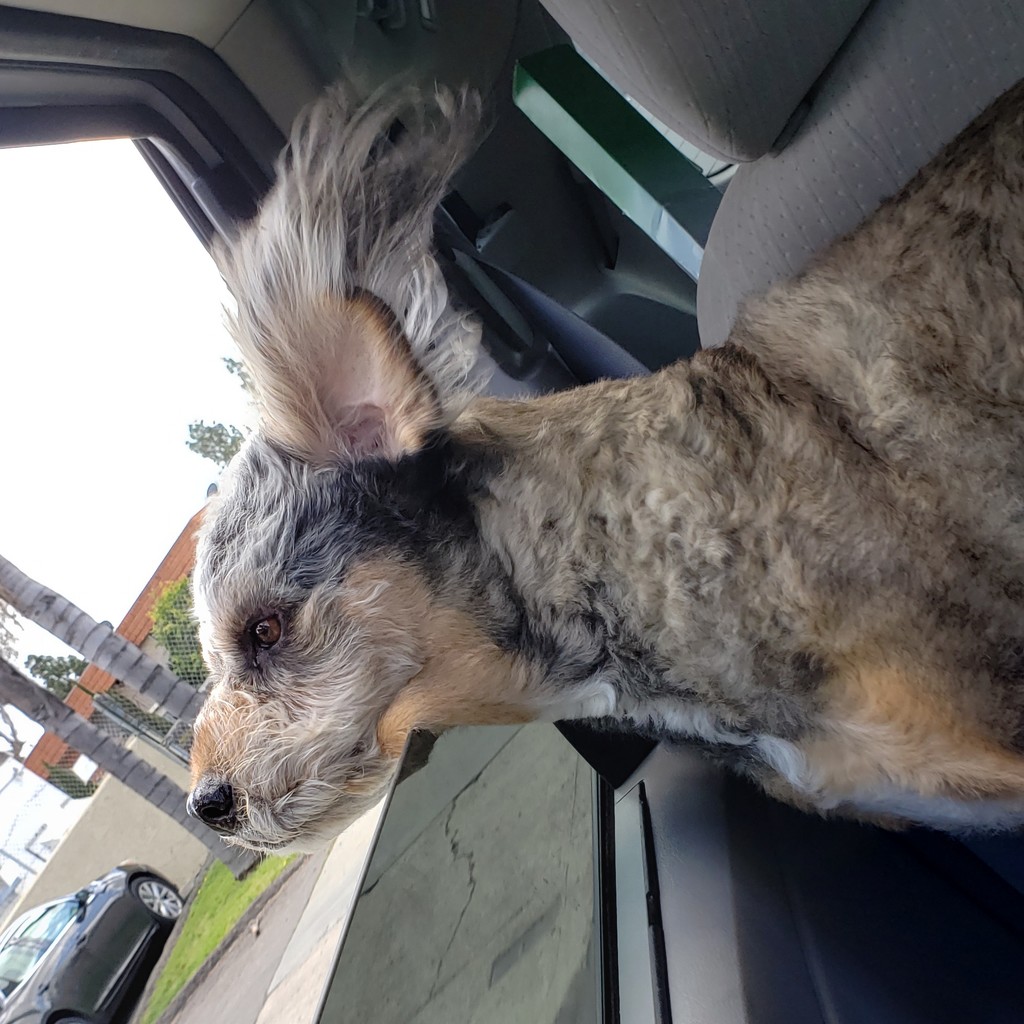 Joey loves riding in the car by mariaostrowski
