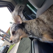 24th Mar 2020 - Joey loves riding in the car