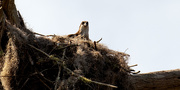 27th Mar 2020 - Osprey Mom, Keeping the Nest Warm!