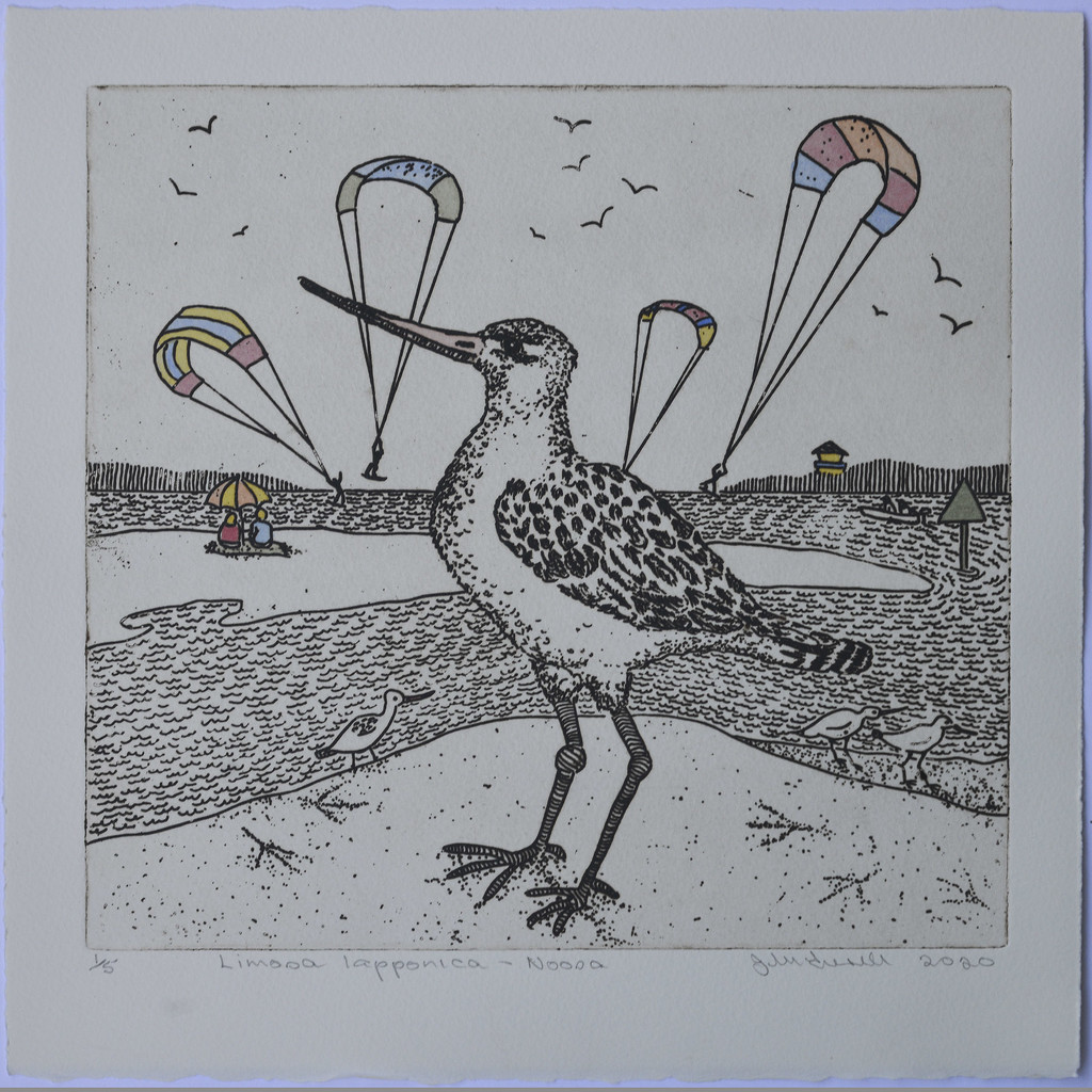 Bar-tailed godwit - Noosa by jeneurell