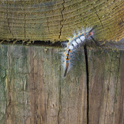 10th Mar 2020 - White-Marked Tussock Moth Caterpillar