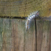 White-Marked Tussock Moth Caterpillar by eudora
