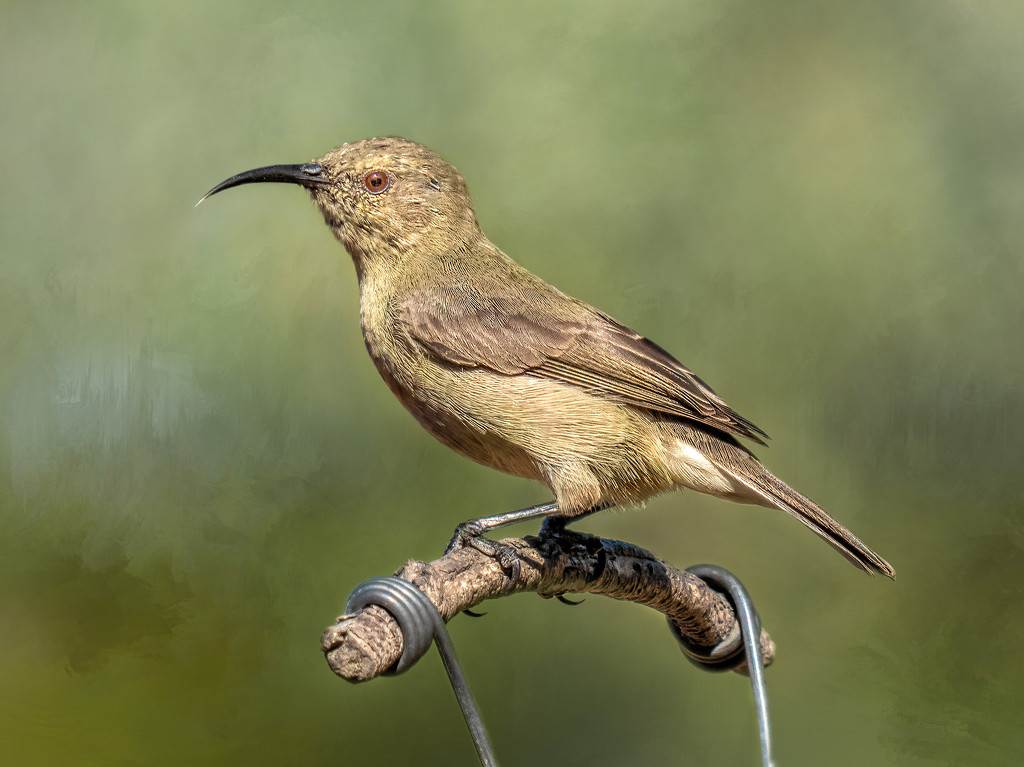 Female Sunbird  by ludwigsdiana