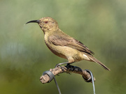 28th Mar 2020 - Female Sunbird 