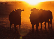 25th Mar 2020 - sunset steers