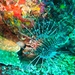 Lion fish by pusspup