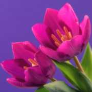 28th Mar 2020 - Tulips