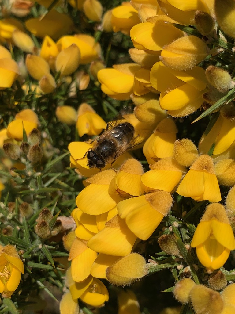 Bee on gorse by 365projectmaxine