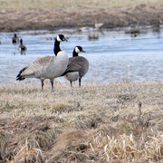 27th Mar 2020 - Canadian Geese