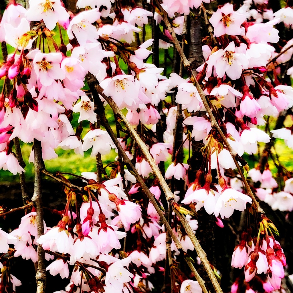 Pink Cherry Blossoms by yogiw
