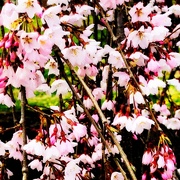 29th Mar 2020 - Pink Cherry Blossoms