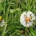 Dandelion...in moult by s4sayer