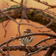 28th Mar 2020 - song sparrow 