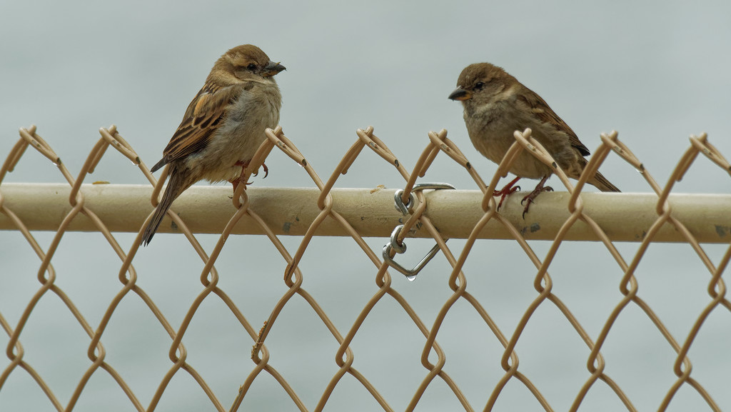 house sparrows  by rminer