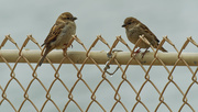 28th Mar 2020 - house sparrows 