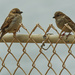 house sparrows  by rminer