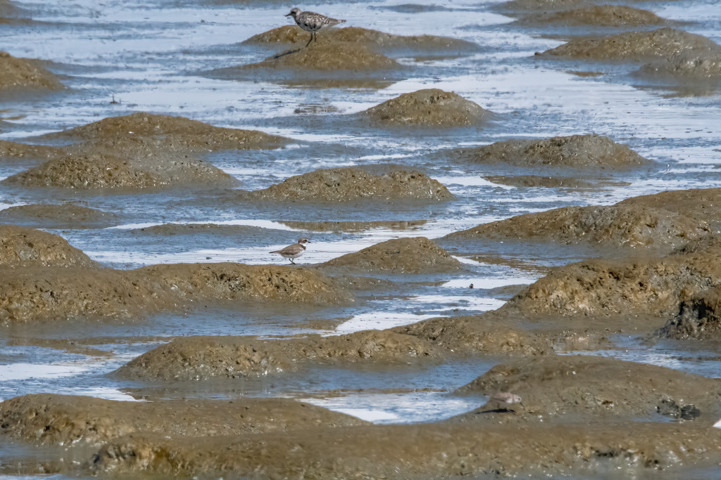 Plovers big and small  by nicoleweg