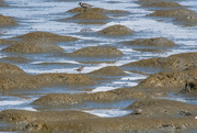 27th Mar 2020 - Plovers big and small 