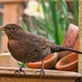 Female Blackbird. by tonygig
