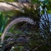 Soft Feathery Grasses ~      by happysnaps