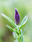 28th Mar 2020 - First buds of the lavender hedge