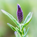 First buds of the lavender hedge by cristinaledesma33