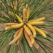 28th Mar 2020 - Pine Pollen Cones
