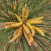 Pine Pollen Cones by kvphoto