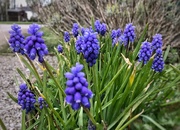 28th Mar 2020 - Grape Hyacinths 
