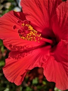 29th Mar 2020 - Hibiscus Ruby Red
