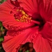 Hibiscus Ruby Red by sandradavies